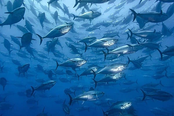 Атлантический тунец: Горячая рыбка. Благодаря «тёплой крови» гиганты весом в четверть тонны плавают со скоростью в 75 км/ч!