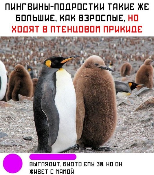 Пингвин