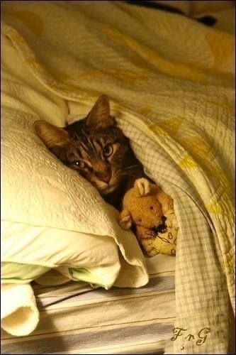 Позы для сна у кошек - что они означают?