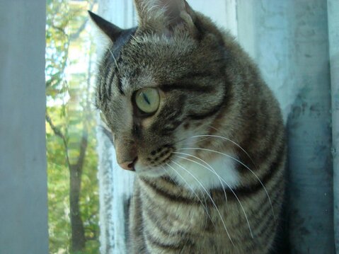 Котовторник 30.04.2013