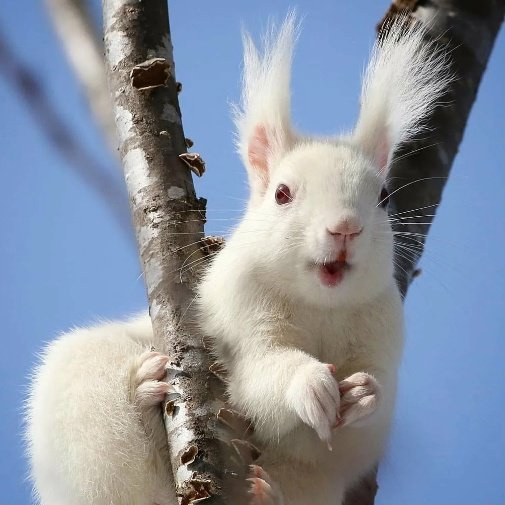 Белочка стала талисманом наркодиспансера в Перми