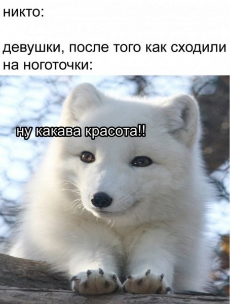 Веселые картинки в понедельник (29.10)