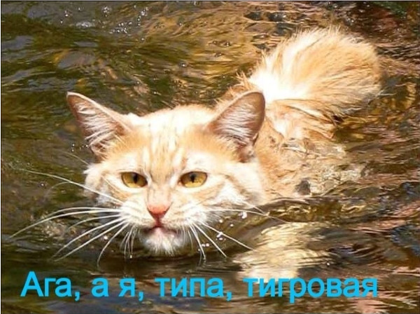 Хвастунишки