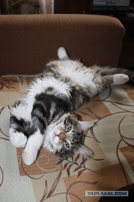 Немного о  Мейн Куне.