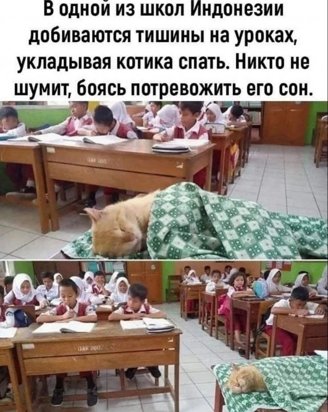 К котовторнику: подборка картинок-баянов с котиками и про котиков. Выпуск 12