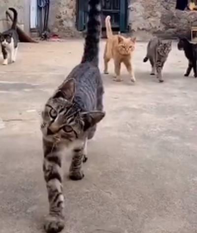 Gangsta коты!