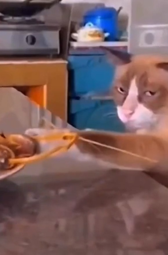 Коты и их главная слабость — еда