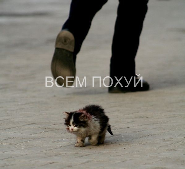 Котенок …