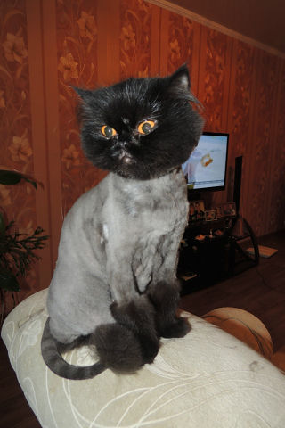 Котовторник  28.01.14