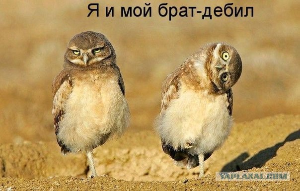 Весёлые картинки. Разбавим будни