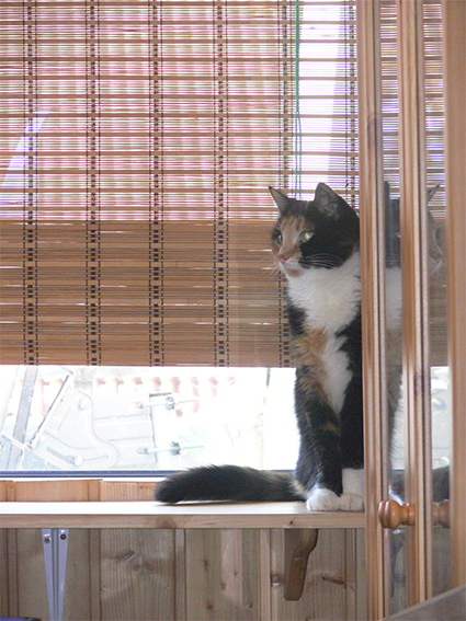Котовторник 27.5.2014