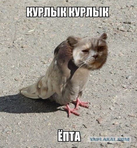 Котовторник 12.08.2014