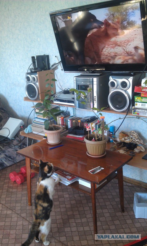 Котовторник 09.09.2014
