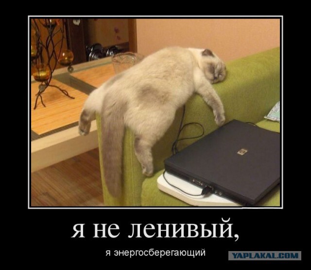 Коты, постигшие искусство сон-фу.