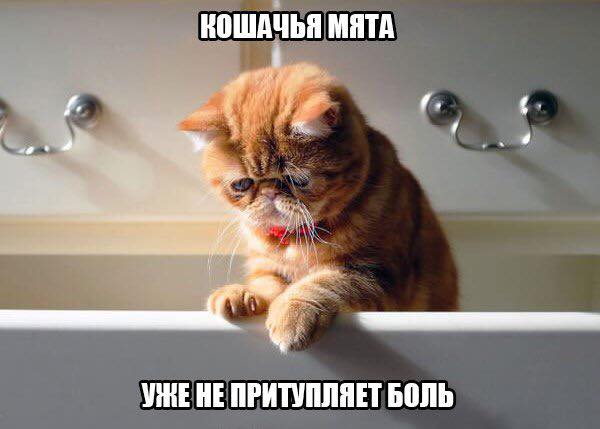 Минздрав рекомендует