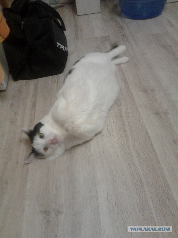 Котооо-о-о-вторник