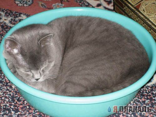 Коты, кошки, котята