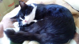 Котовторник 31.05.2016