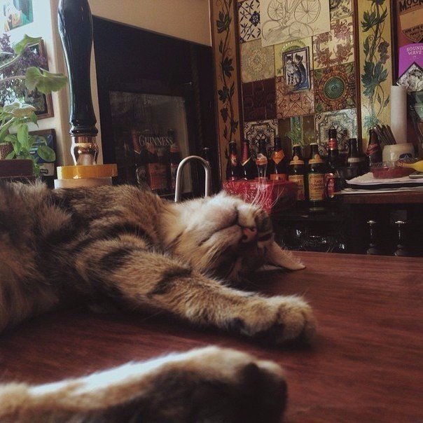 Коты из сети