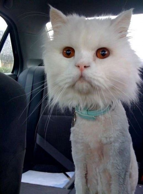Коты из сети