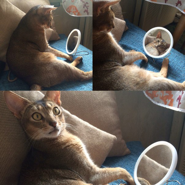 Коты из сети