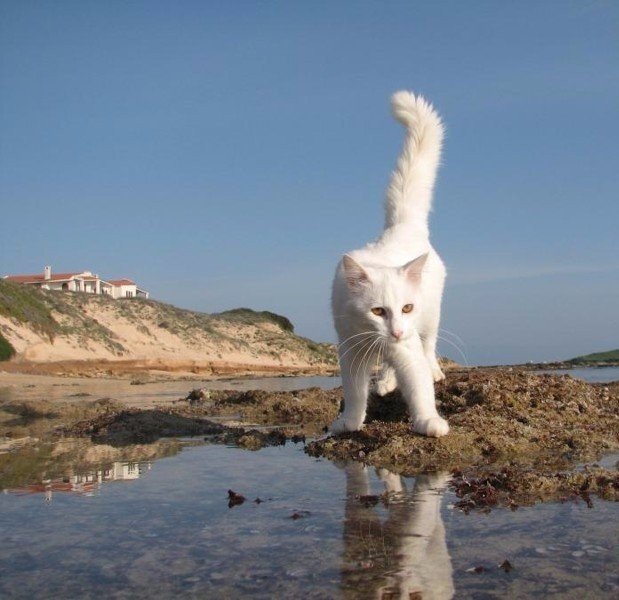 Коты и Кошки