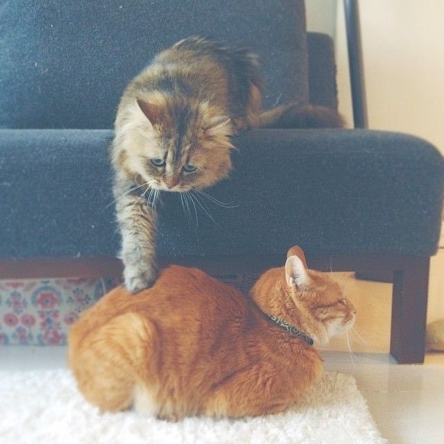 Коты и Кошки