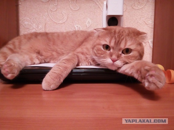 Котовторник  05.12.2017