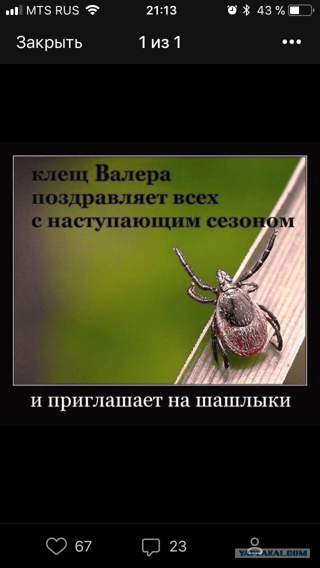 В Мексиканском заливе запечатлели странное существо 