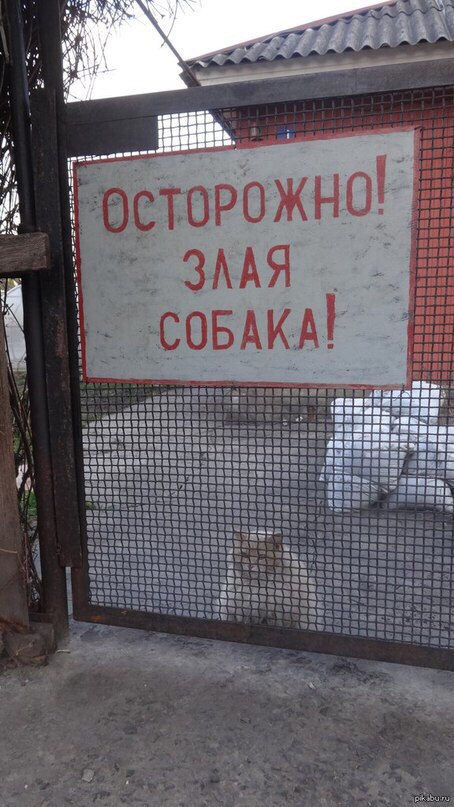 Кот без прикрас