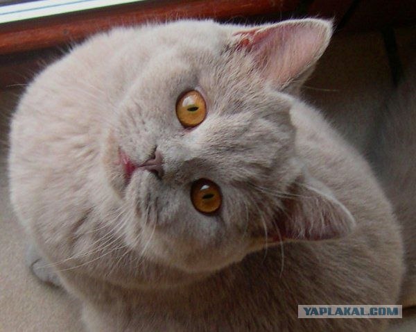 УРРААА ! Котовторник на ЯПлакалъ !