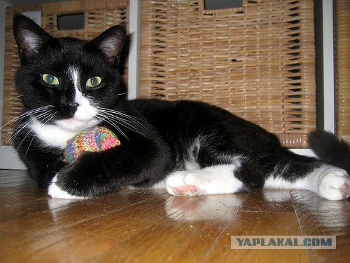 Уррааа! Котовторник на ЯПлакалъ!