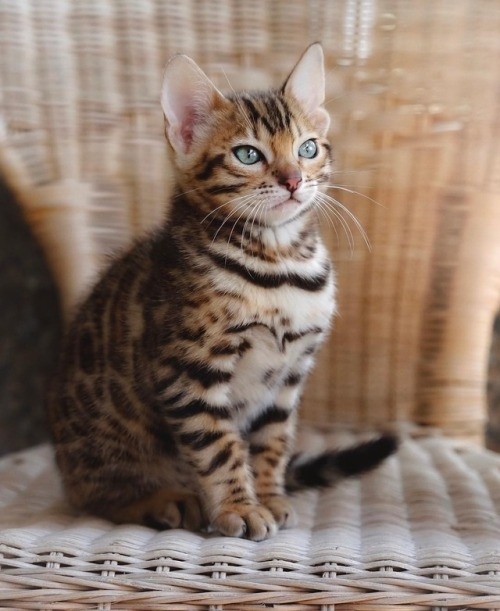 Немного милоты