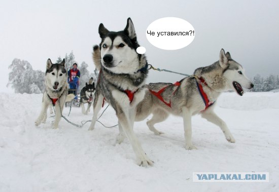 Собачьи гонки в Хассельфельде