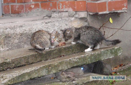 Последний Котовторник... октября :)