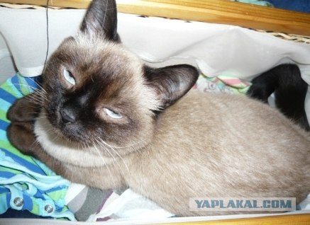 Котовторник 1.02.2011