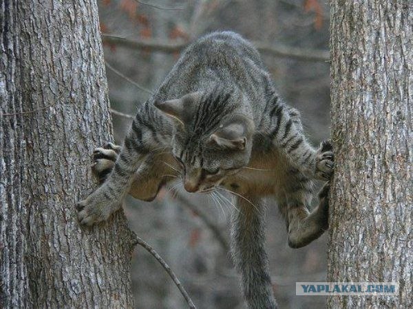 Сегодня котовторник, а котиков все нет