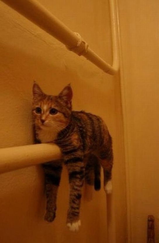 Котовторник на середину июня