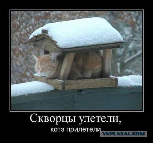 С котовторником !