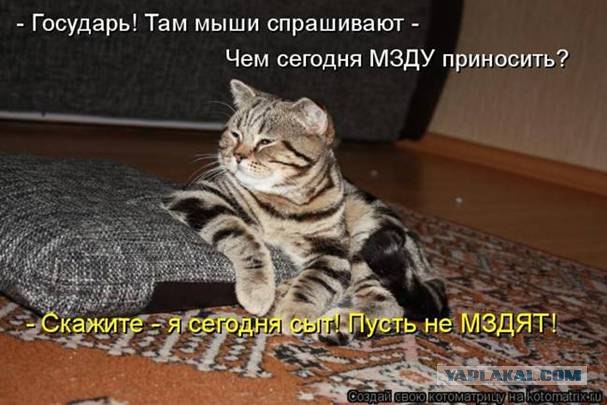 Котовторник 1.11.11