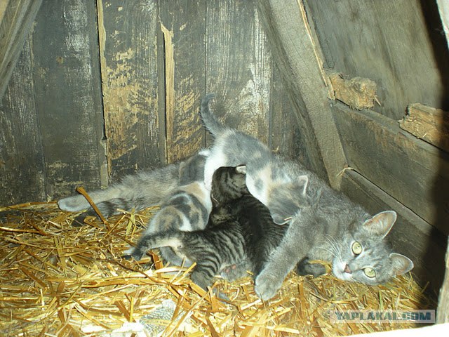Котовторник 17 января