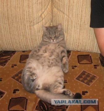 Котовторник 24.04.2012