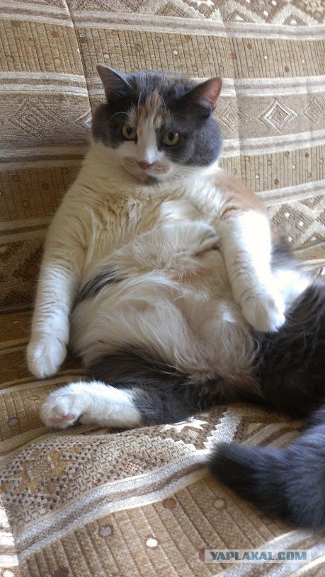 Котовторник  19.06.2012