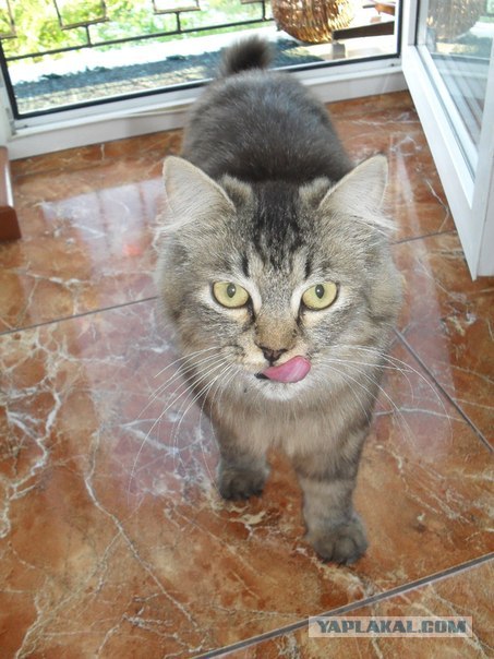 Котовторник  17.07.2012