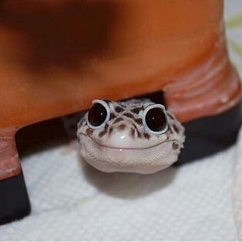 Живность из сети