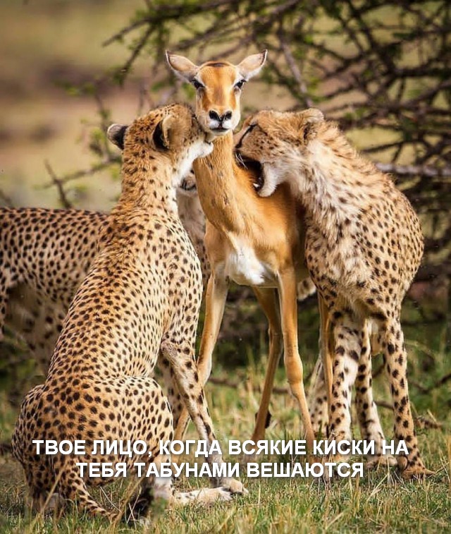 Еда и едоки африканских саванн