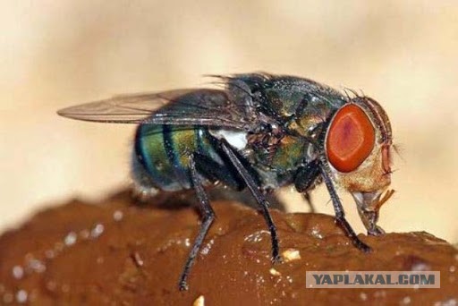 Вот такие у нас герои. Малышева рассказала, чем занимаются её сыновья в США