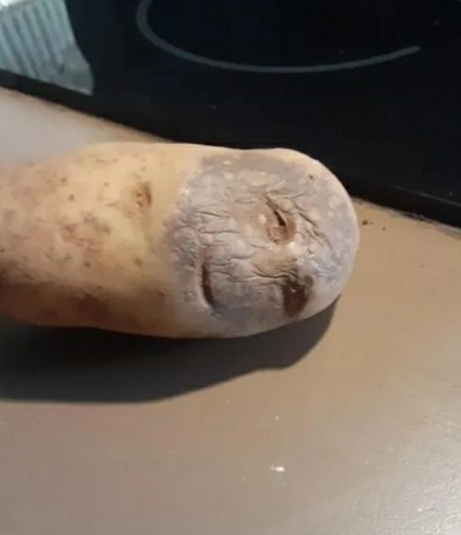 Действительно ли проросший картофель опасен для человека?