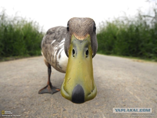 Маленький утенок купается в раковине