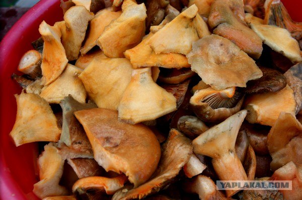 Осень в банках